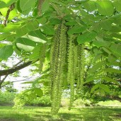 Juglans subcordiformis